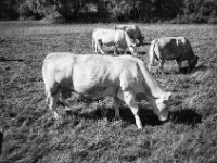 Weiden  CHINON 3001 Multiscan, Kentmere Pan 400  - 10.09.2026 -