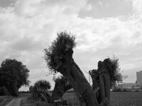Neu Austreiben  FUJI GS645S professional WIDE 60, Fuji Acros 100II  - 13.06.2026 -