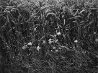 Mohnblumen am Getreidefeld  FUJI GS645S professional WIDE 60, Fuji Acros 100II  - 13.06.2026 -