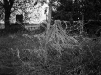 Gefangen im Zaun  FUJI GS645S professional WIDE 60, Fuji Acros 100II  - 13.06.2026 -