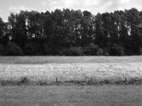 Blüten  FUJI GS645S professional WIDE 60, Fuji Acros 100II  - 13.06.2026 -