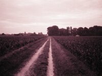 Feldweg  CHINON Auto 3001 Multi Auto Focus, ADOX CHS 100II  - 17.06.2026 -