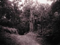 Meine alte Bekannte  CHINON Auto 3001 Multi Auto Focus, ADOX CHS 100II  - 17.06.2026 -