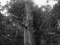 Meine Buche stirbt  CHINON Auto 3001 Multi Auto Focus, ADOX CHS 100II  - 17.06.2026 -