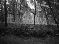 Mystischer Anblick  CHINON Auto 3001 Multi Auto Focus, ADOX CHS 100II  - 17.06.2026 -