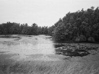 Kleiner See hinterm Rheindeich  CHINON Auto 3001 Multi Auto Focus, ADOX CHS 100II  - 17.06.2026 -