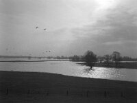 Kalter Morgen, Rheinwiesen unter  Fuji GS 645 S prof. WDE 60, KODAK TRI-X 400  - 18.02.2026 -