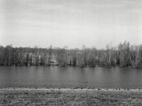 Wildgänse am kleinen See  Fuji GS 645 S prof. WDE 60, KODAK TRI-X 400  - 15.02.2026 -