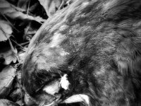 Bei Orsoy werden Greifvögel oft erschossen oder vergiftet.  iPhone 17 pro Max  22.01.2026 -