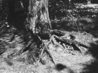 Kiefer in Testerberge  Pentax Super A, SMC Pentax FA 1.8/77 Limited, ADOX CHS 100 II   - 22.05.2026 -