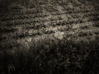 Feldrand mit Mohnblumen  CHINON AUTO 3001 Multifocus, ADOX CHS 100II  - 24.05.2026 -