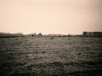 Krähenweide  CHINON AUTO 3001 Multifocus, ADOX CHS 100II  - 24.05.2026 -