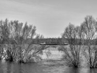 Bäume unter  PENTAX K-3 Mark III Monochrome, SMC PENTAX-FA 1.9/43 Limited  - 26.02.2026 -