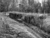 Der Rhein greift nach dem Weg  PENTAX K-3 Mark III Monochrome, SMC PENTAX-FA 1.9/43 Limited  - 26.02.2026 -