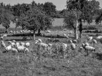 Schafherde  Pentax K-3 Mark III Monochrome, SMC PENTAX-FA 1.9/43 Limited  - 26.05.2026 -