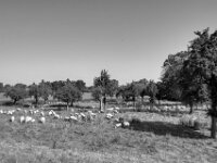 Viel Platz zum Futtern  Pentax K-3 Mark III Monochrome, SMC PENTAX-FA 1.9/43 Limited  - 26.05.2026 -