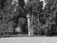 Nachwuchs im Storchennest  Pentax K-3 Mark III Monochrome, SMC PENTAX-FA 1.9/43 Limited  - 26.05.2026 -