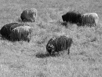 Wärme schützt vor Hitze  Pentax K-3 Mark III Monochrome, SMC PENTAX-FA 1.9/43 Limited  - 26.05.2026 -