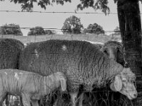 Nachwuchs  Pentax K-3 Mark III Monochrome, SMC PENTAX-FA 1.9/43 Limited  - 26.05.2026 -