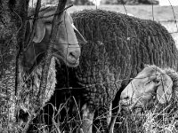 Aufmerksamkeit  Pentax K-3 Mark III Monochrome, SMC PENTAX-FA 1.9/43 Limited  - 26.05.2026 -