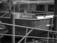 Domspatz und Gans  Pentax K-3 Mark III Monochrome, SMC PENTAX-FA 1.9/43 Limited  - 26.05.2026 -