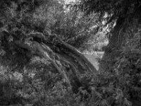 Kopfweide  Pentax K-3 Mark III Monochrome, SMC PENTAX-FA 1.9/43 Limited  - 28.09.2026 -