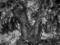 Weiden V Form  Pentax K-3 Mark III Monochrome, SMC PENTAX-FA 1.9/43 Limited  - 28.09.2026 -
