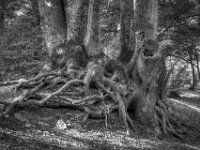 Verwurzelt  Pentax K-3 Mark III Monochrome, SMC PENTAX-FA 1.9/43 Limited  - 28.09.2026 -