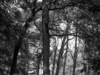 Kiefern  Pentax K-3 Mark III Monochrome, SMC PENTAX-FA 1.9/43 Limited  - 28.09.2026 -