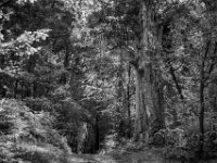 Besuch bei der alten Buche  Pentax K-3 Mark III Monochrome, SMC PENTAX-FA 1.9/43 Limited  - 28.09.2026 -