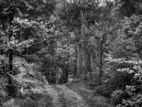 Weiter auf dem Waldweg  Pentax K-3 Mark III Monochrome, SMC PENTAX-FA 1.9/43 Limited  - 28.09.2026 -