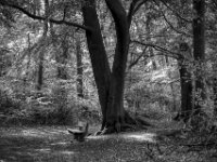 Für müde Wanderer  Pentax K-3 Mark III Monochrome, SMC PENTAX-FA 1.9/43 Limited  - 28.09.2026 -