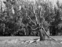 Seit langem gestorben  Pentax K-3 Mark III Monochrome, HD PENTAX - DA* 2.8/16-50 ED PLM AW  - 30.09.2026 -