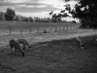 Zugewandert  Pentax K-3 Mark III Monochrome, HD PENTAX - DA* 2.8/16-50 ED PLM AW  - 30.09.2026 -