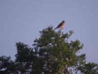 ... seltene "Exoten" und Greifvögel flogen ihn an ...  Auch seltene "Exoten" und Greifvögel flogen ihn an, da sie von seiner Spitze einen überragenden Rundblick über die Gegend hatten. : Fenster Ausblick, Mammutbaum, Vogel