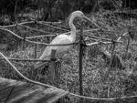 Warten auf den Frühling  PENTAX K-3 Mark III Monochrome, SMC PENTAX-FA 1.8/31 AL Limited  - 28.02.2026 -