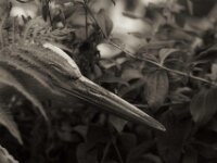 Lächelt er ?  PENTAX K-3 Mark III Monochrome, HD PENTAX - D FA* 2.8/70-200 ED DC AW   - 09.08.2026 -