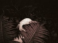 Er ist alt und seine Farbe verblasst  CHINON AUTO 3001 Multifocus, ADOX CHS 100II  - 24.05.2026 -