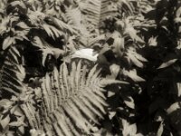 Versteckt  FUJI GW690 III, Kentmere Pan 100@50  - 21.06.2026 -
