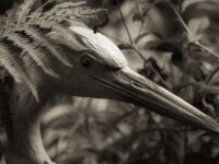 Blickkontakt  PENTAX K-3 Mark III Monochrome, HD PENTAX - D FA* 2.8/70-200 ED DC AW   - 09.08.2026 -