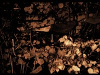 Windvogel in der Nacht  Polaroid 3000AF, Adox CHS 100/100