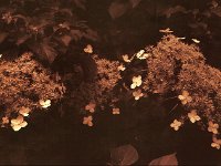 Blütennacht  Fuji GW 690 III, Rollei RPX100@40