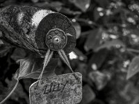 Erinnerung  PENTAX K-3 Mark III Monochrome, HD PENTAX - DA* 2.8/16-50 ED PLM AW  - 29.06.2026 -