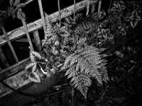 Stiller Winkel mit Leiter und Farn  CHINON Auto 3001 Multi Auto Focus, ADOX CHS 100II  - 17.06.2026 -