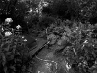 Schlauchwagen  Pentax K2, SMC 2.8/24, Cokin Gelbfilter, Kentmere Pan 100  - 30.07.2026 -
