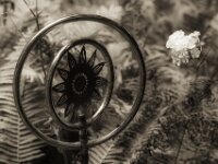 Ruhezustand  PENTAX K-3 Mark III Monochrome, HD PENTAX - D FA* 2.8/70-200 ED DC AW   - 09.08.2026 -