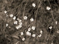 Zarte Blüten  Yashica FR1; Planar 1.4/50; Agfa Photo APX 100/64