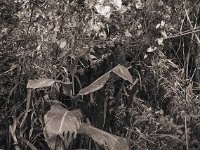 Canna im Herbstgarten  Canham DLC 45; Apo Sironar-N 5.6/150, Foma Retropan 320