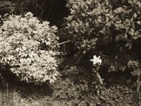 Die Lilie im Vorgarten  Pentax 67II, SMC Takumar 4.5/75, Fuji Acros @ 50