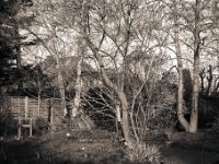 Frühjahrssonne auf den Bäumen  Canham DLC 45; Apo Sironar-N 5.6/150, Foma Retropan 320@160